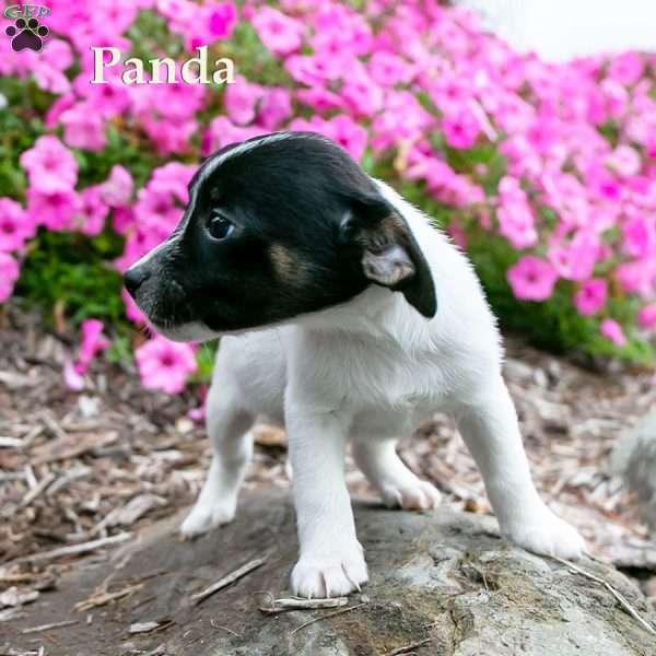 Panda, Jack-A-Ranian Puppy